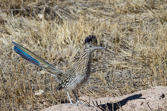 Greater Roadrunner (Geococcyx californianus)