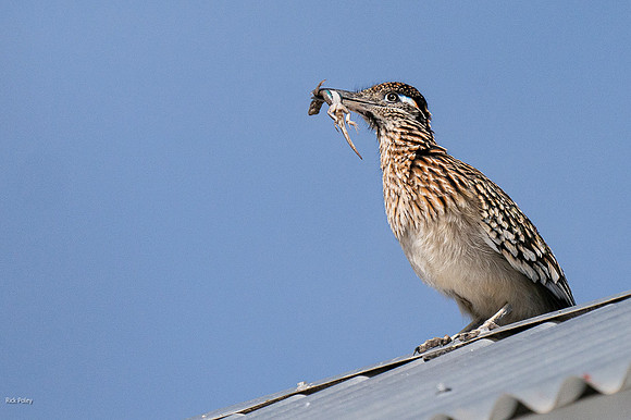 Greater Roadrunner (Geococcyx californianus) with Lizard