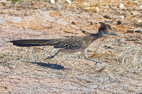 Running Greater Roadrunner (Geococcyx californianus)