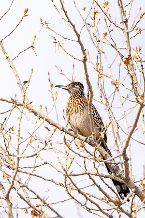 Greater Roadrunner (Geococcyx californianus) Perched in a Tree