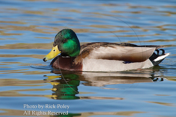 Drake Mallard