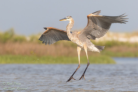 Juvenile Great Blue Heron (Ardea herodias) Landing in Lagoon, FL