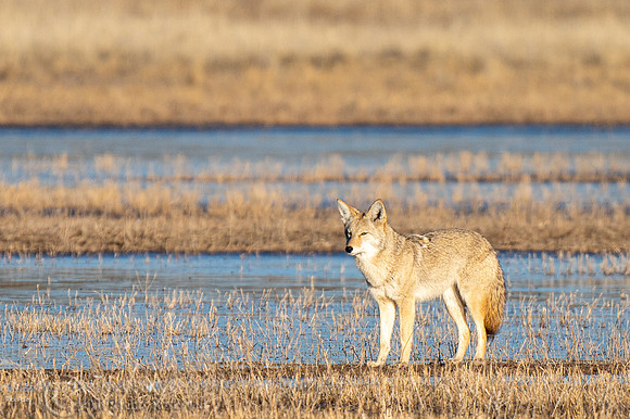 Coyote (Canis latrans) in a Wetland