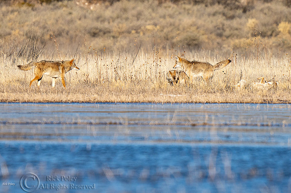 Coyotes (Canis latrans) Playing