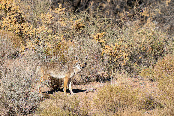 Coyote (Canis latrans)