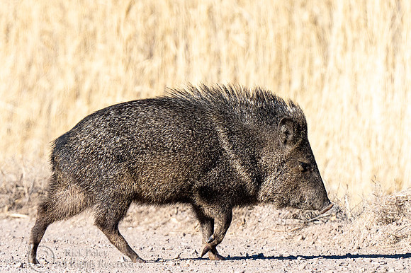 Javelina or Collared Peccary (Pecari tajacu)