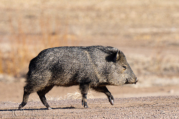 Javelina or Collared Peccary (Pecari tajacu)