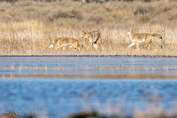 Coyotes (Canis latrans) Playing