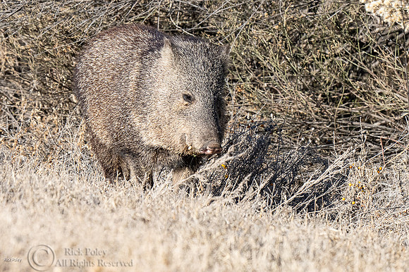 Javelina or Collared Peccary (Pecari tajacu)