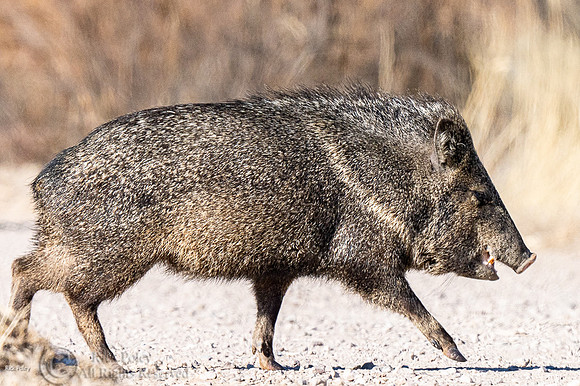 Javelina or Collared Peccary (Pecari tajacu)