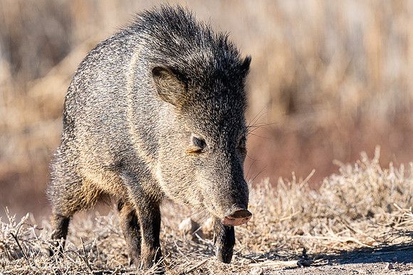 Javelina or Collared Peccary (Pecari tajacu)
