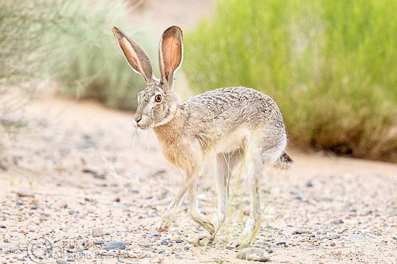 Black-tailed Jackrabbit (Lepus californicus) Running