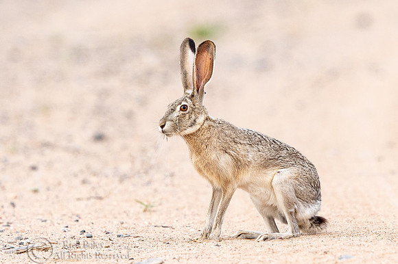 Black-tailed Jackrabbit (Lepus californicus)