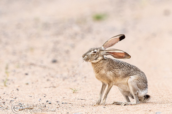 Black-tailed Jackrabbit (Lepus californicus)