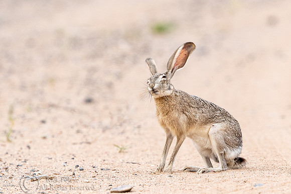 Black-tailed Jackrabbit (Lepus californicus)