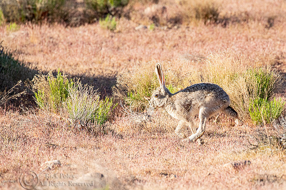 Black-tailed Jackrabbit (Lepus californicus) Running