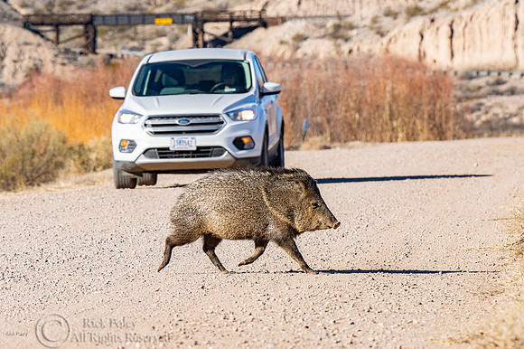 Javelina or Collared Peccary (Pecari tajacu)