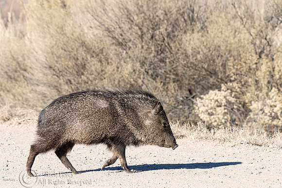 Javelina or Collared Peccary (Pecari tajacu)