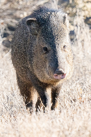 Javelina or Collared Peccary (Pecari tajacu)