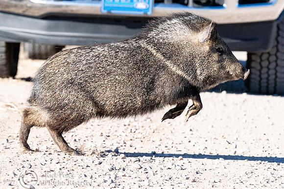 Javelina or Collared Peccary (Pecari tajacu)