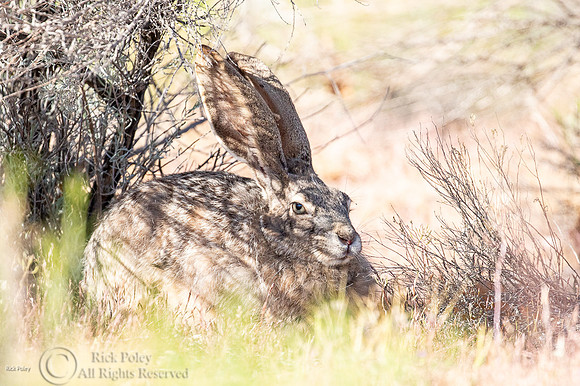Black-tailed Jackrabbit (Lepus californicus) Resting