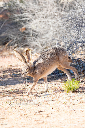 Black-tailed Jackrabbit (Lepus californicus) Running