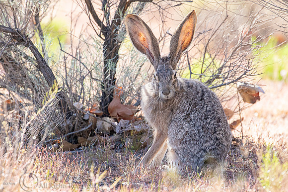 Black-tailed Jackrabbit (Lepus californicus)