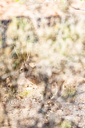 Black-tailed Jackrabbit (Lepus californicus)