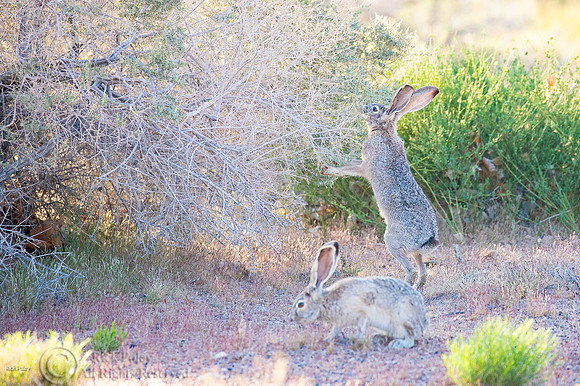 Black-tailed Jackrabbit (Lepus californicus)