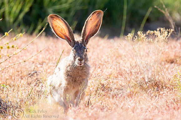 Black-tailed Jackrabbit (Lepus californicus)