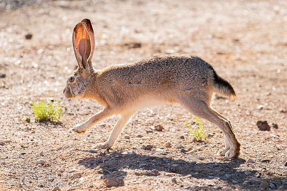 Black-tailed Jackrabbit (Lepus californicus) Running