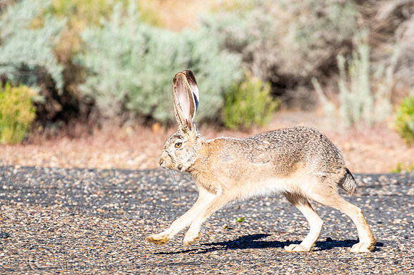 Black-tailed Jackrabbit (Lepus californicus) Running