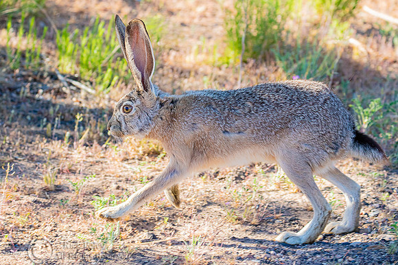 Black-tailed Jackrabbit (Lepus californicus) Running