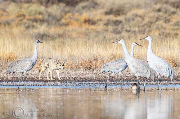 Coyote (Canis latrans) Stalking Cranes & Ducks
