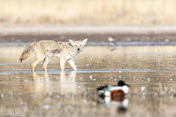 Coyote (Canis latrans) Stalking Northern Shoveler