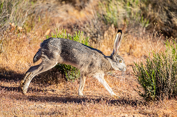 Black-tailed Jackrabbit (Lepus californicus) Running
