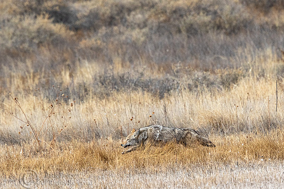 Coyote (Canis latrans) Running
