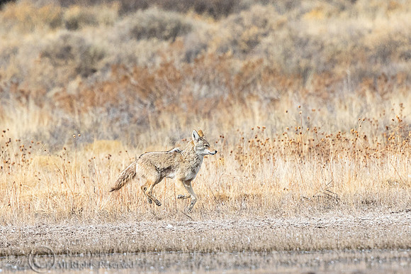 Coyote (Canis latrans) Running