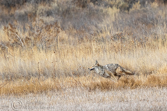 Coyote (Canis latrans) Running
