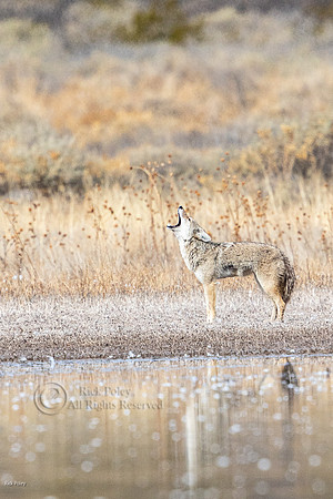 Coyote (Canis latrans) Howling