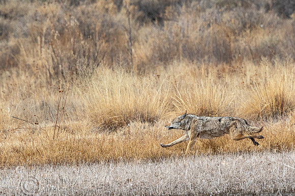 Coyote (Canis latrans) Running
