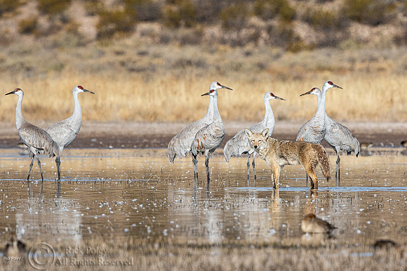 Coyote (Canis latrans) Stalking Cranes & Ducks