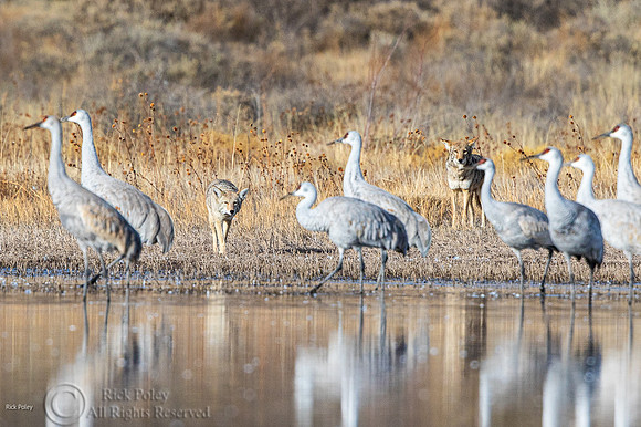Coyotes (Canis latrans) Stalking Cranes & Ducks