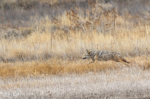 Coyote (Canis latrans) Running