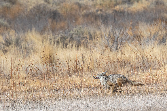 Coyote (Canis latrans) Running