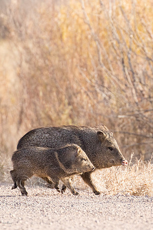 Javelina or Collared Peccary (Pecari tajacu) Family