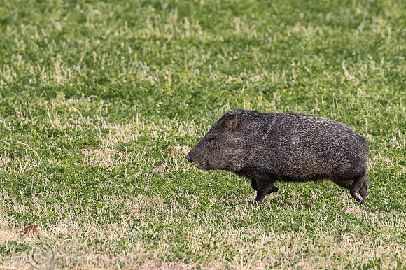 Javelina or Collared Peccary (Pecari tajacu)