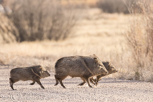 Javelina or Collared Peccary (Pecari tajacu) Family