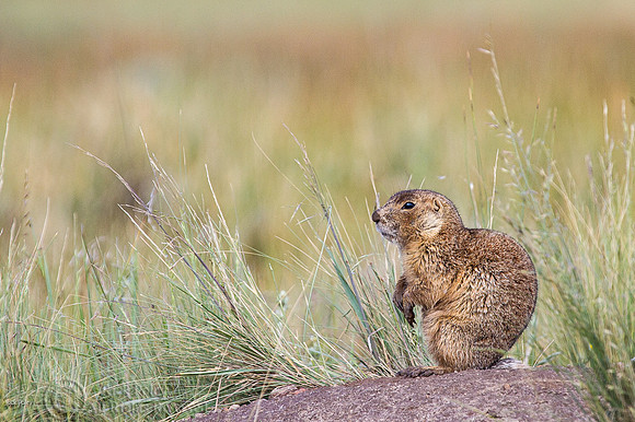 Gunnison's prairie dog (Cynomys gunnisoni)