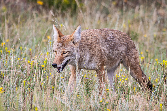 Coyote (Canis latrans)